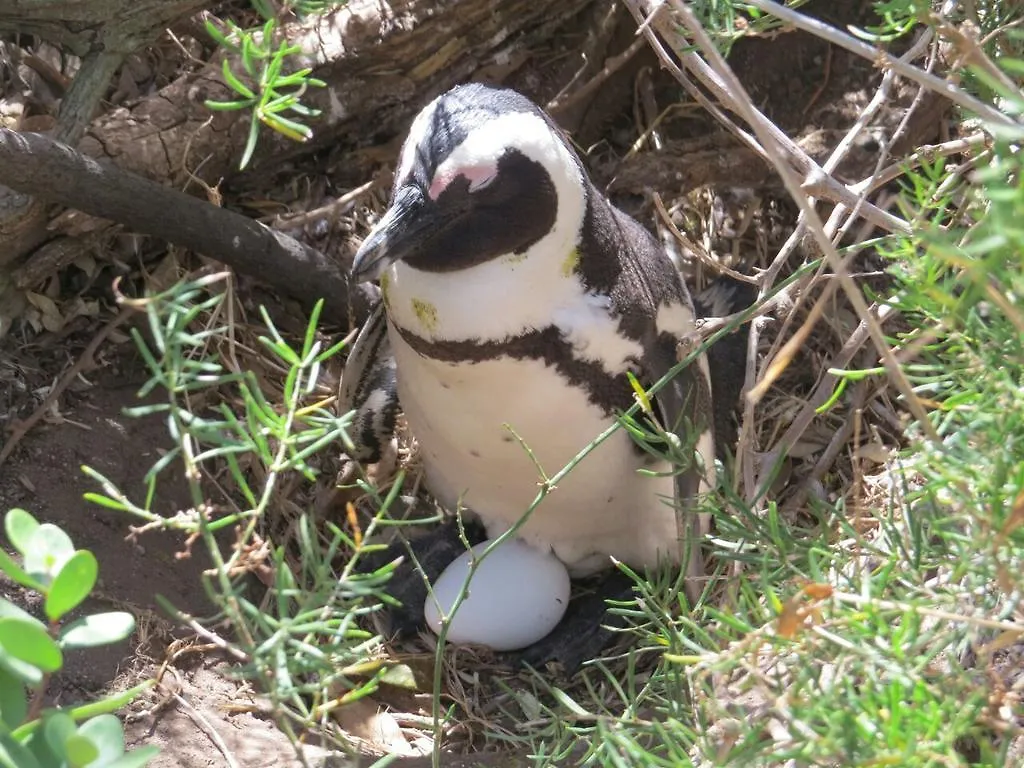 Penguins View Guesthouse Simon's Town Apartment