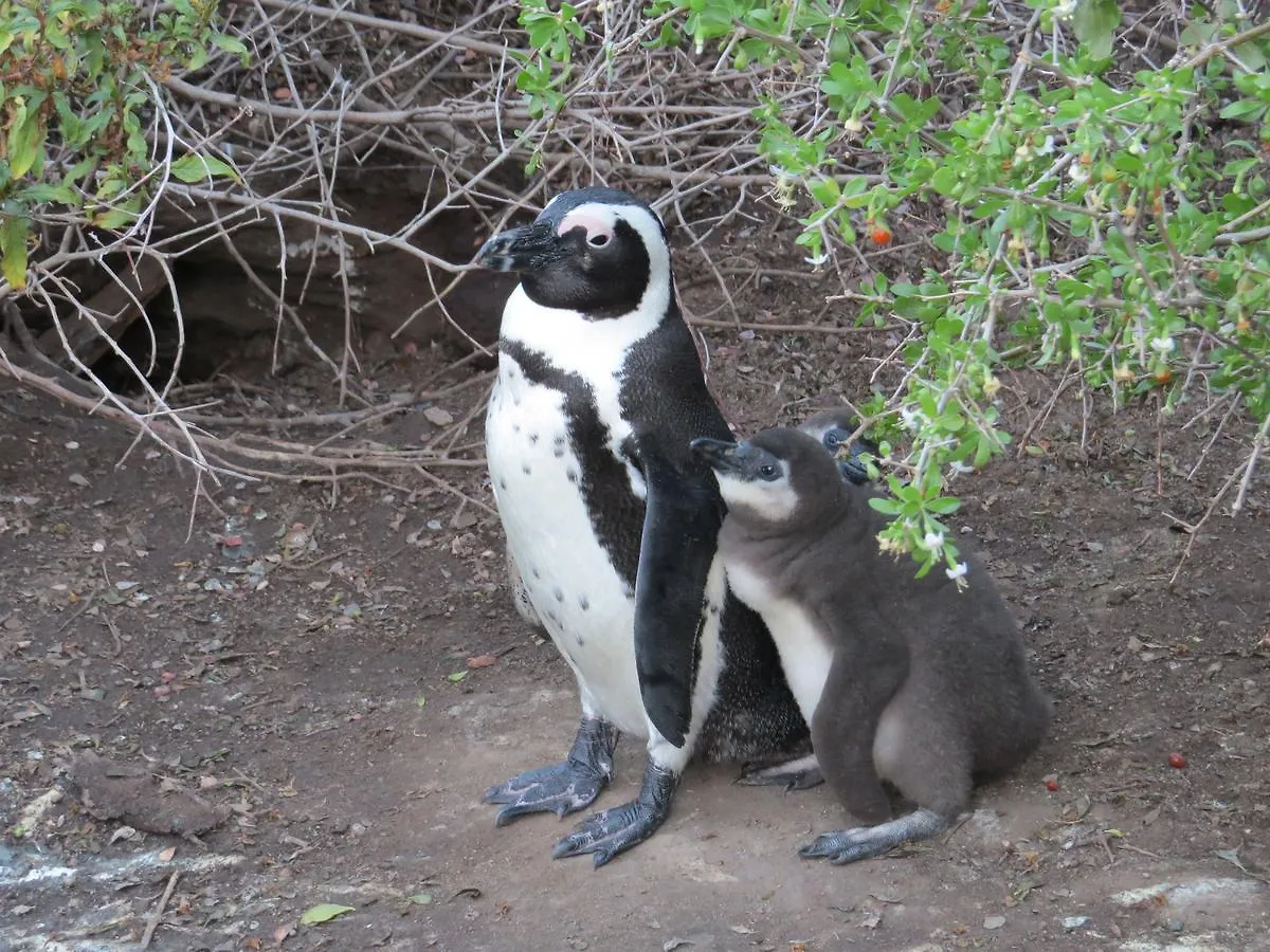 Penguins View Guesthouse Simon's Town South Africa